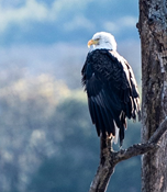 Bald eagle perched on tree